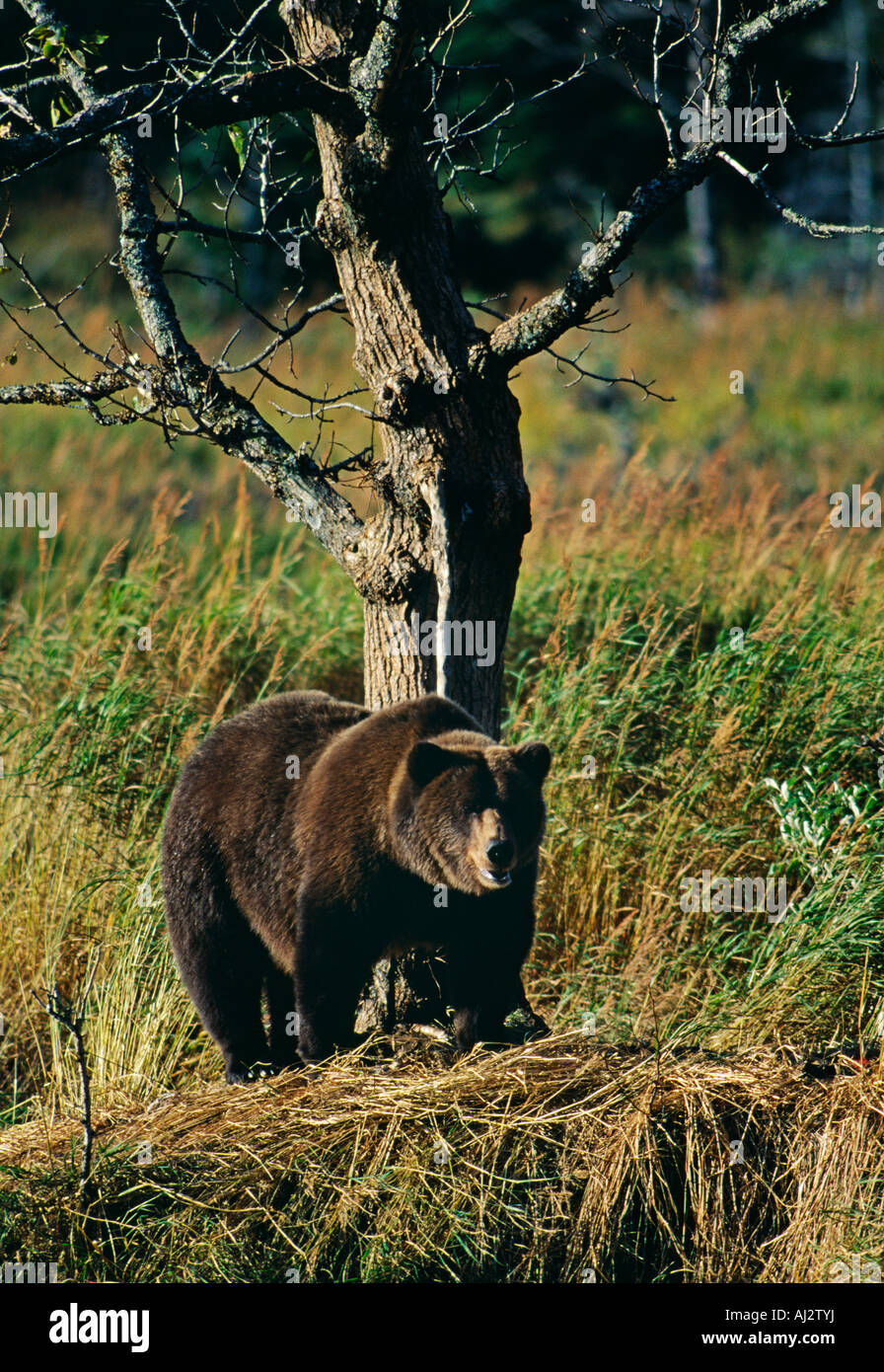 Un grizzly ours brun à la rivière Cottonwood en Alaska, USA Banque D'Images