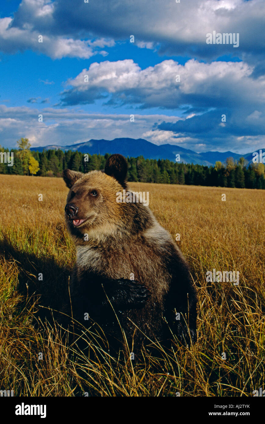 Un grizzly ours brun dans l'Alaska, USA Banque D'Images