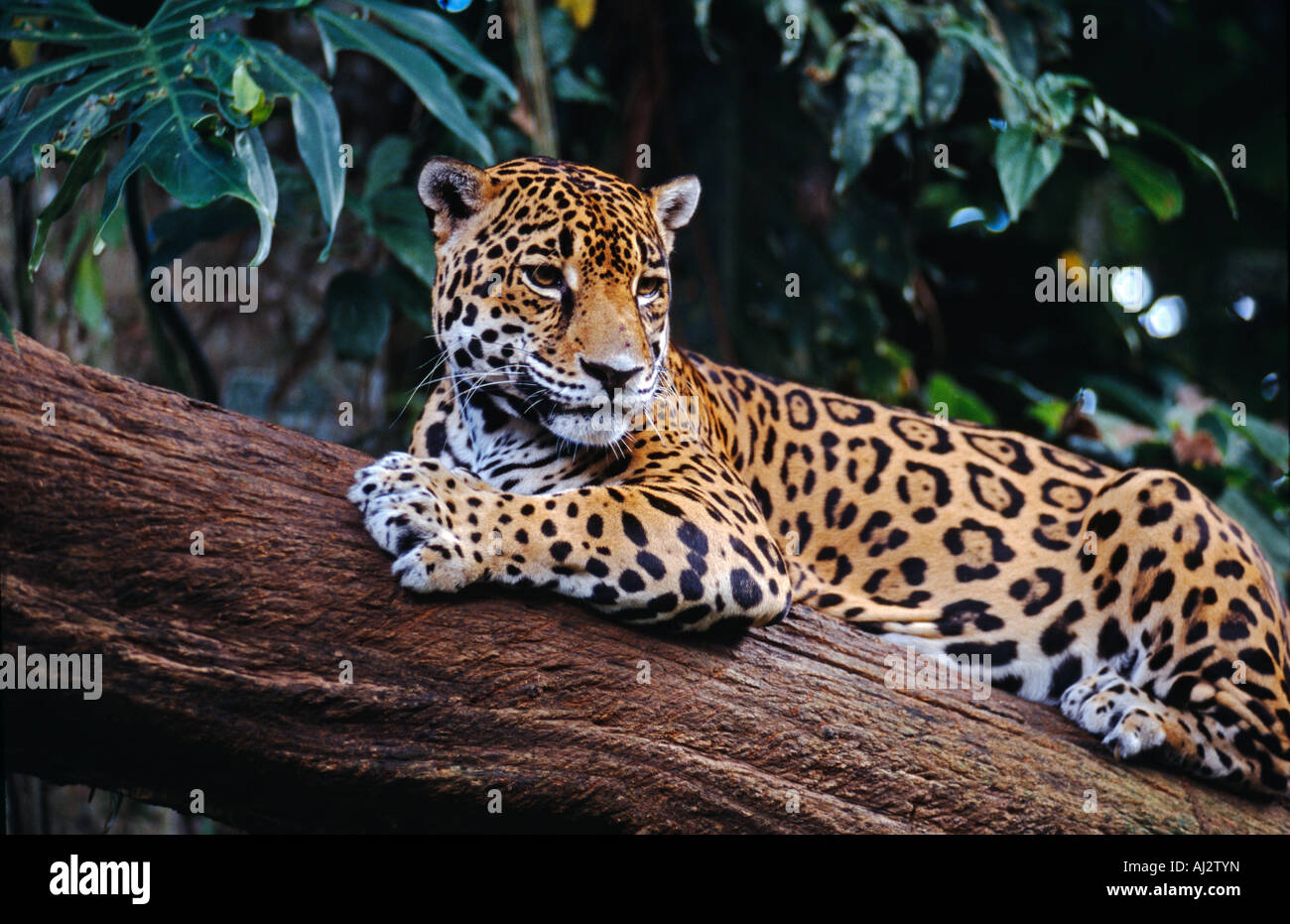 Un Jaguar s'installe dans un arbre à un zoo au Belize, en Amérique centrale Banque D'Images