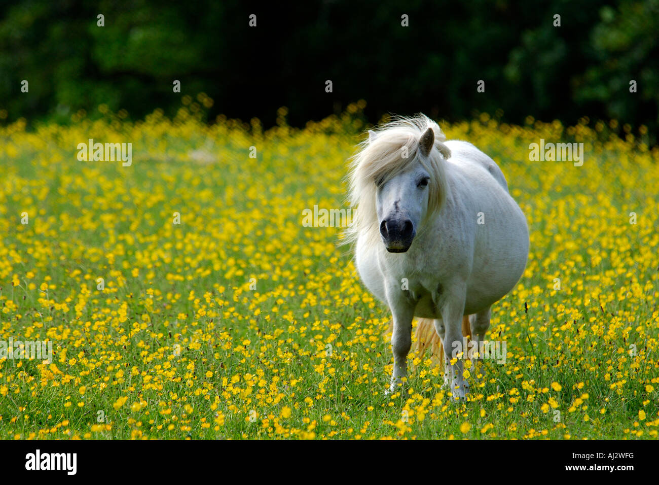 Cheval blanc tout seul dans un champ rempli de renoncules sauvages jaune vif Banque D'Images