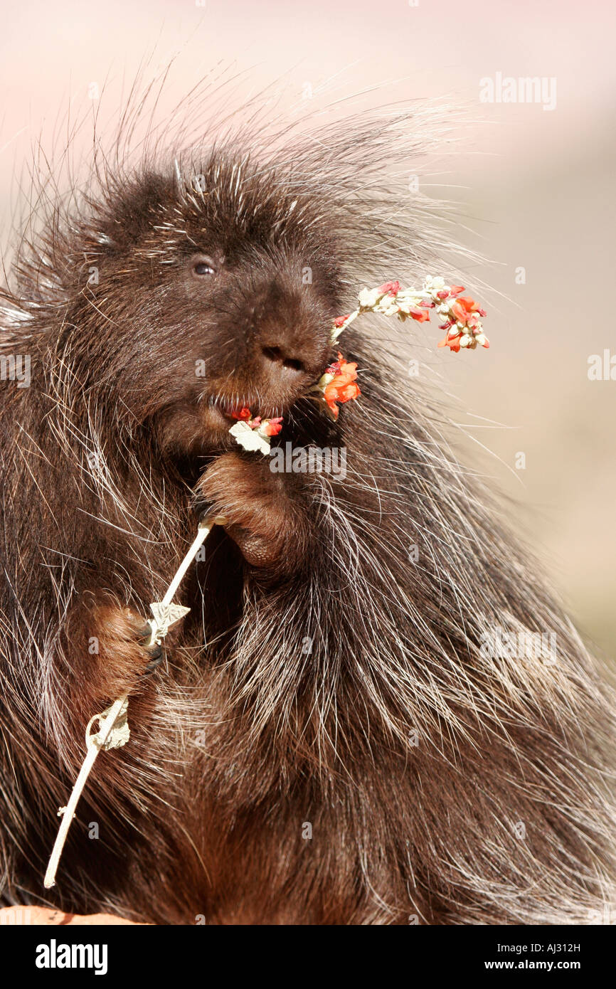 Erethizon dorsatum porc-épic Banque D'Images