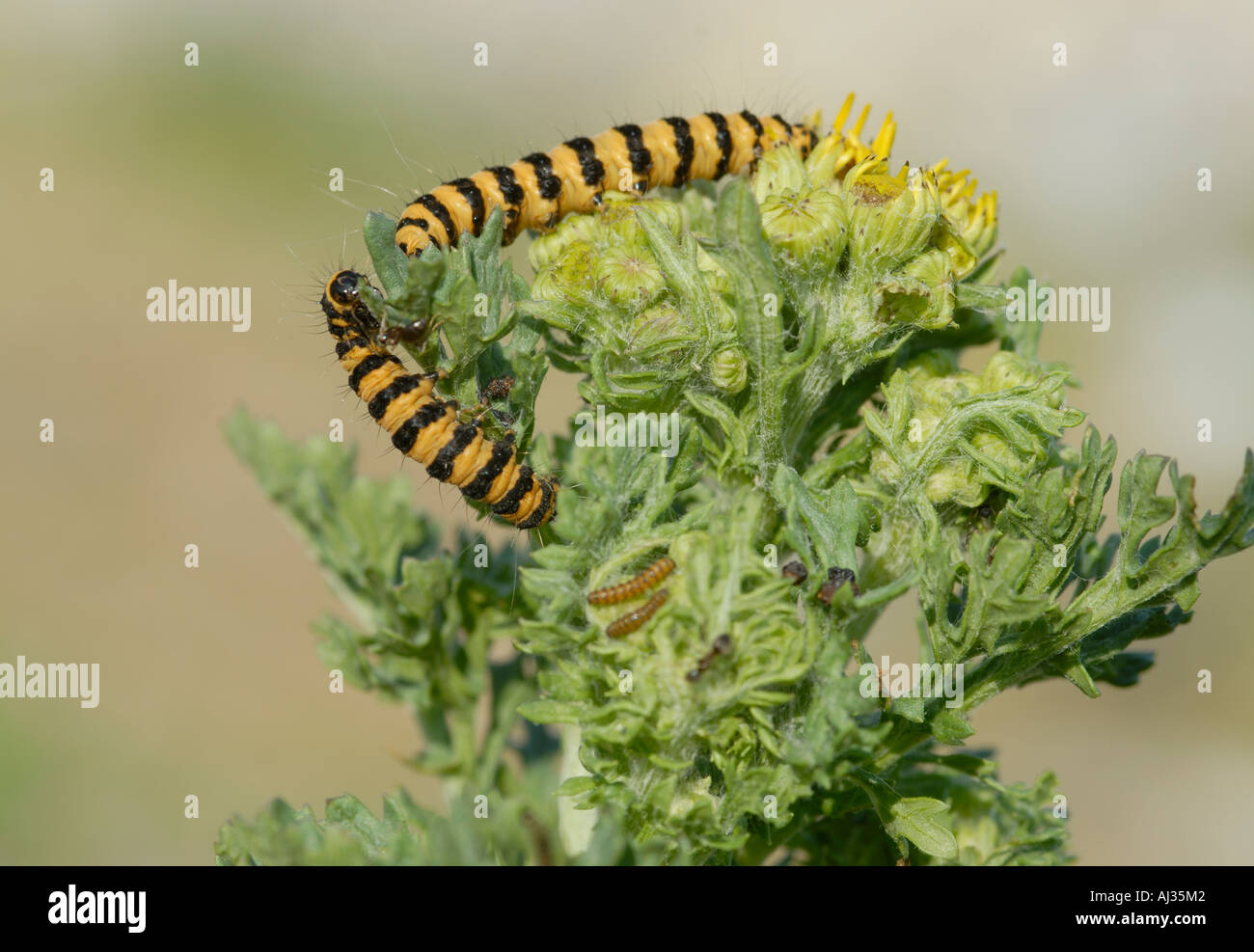Chenille noire et jaune Banque de photographies et d’images à haute — free download