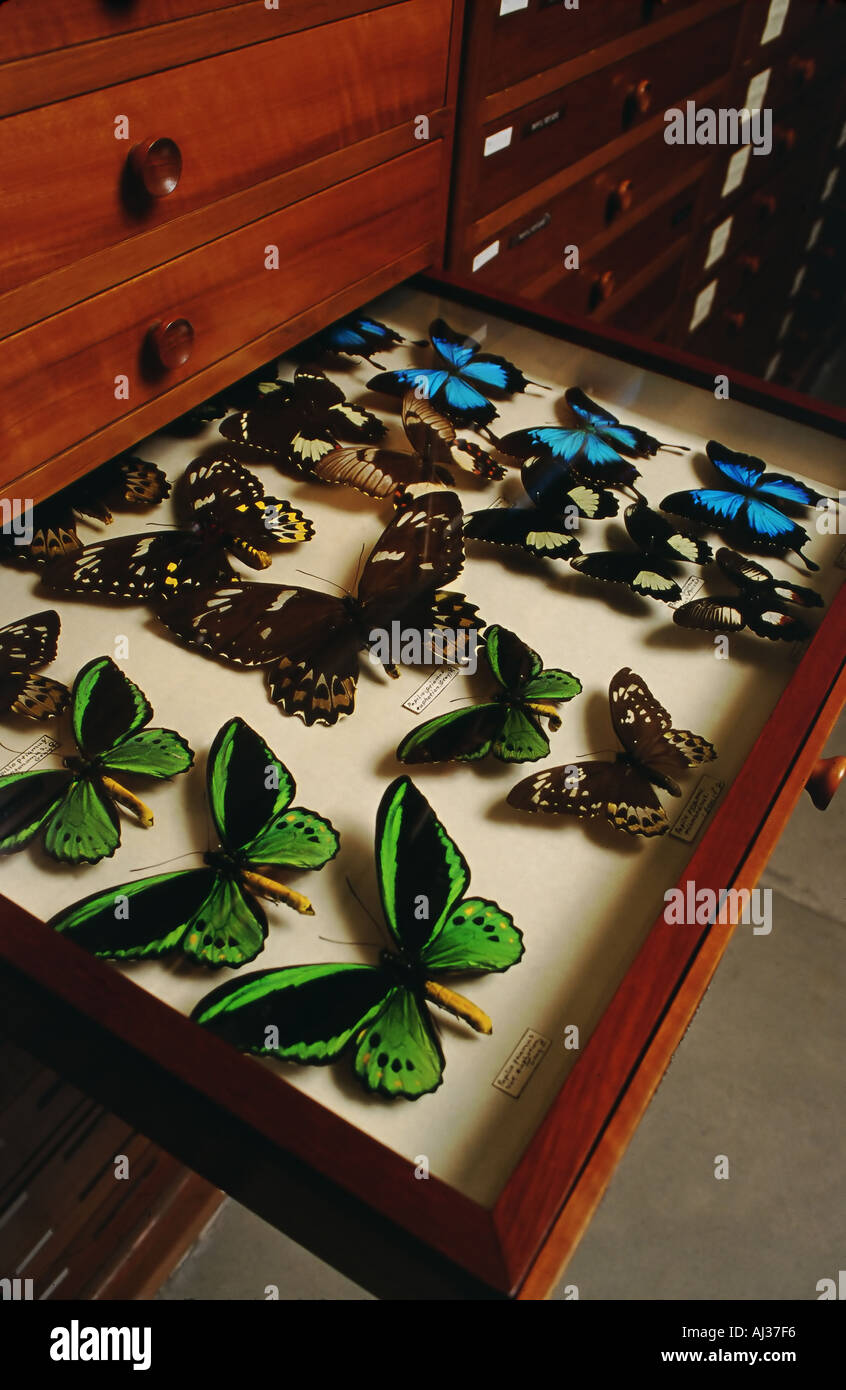 Papillons dans un musée affichage cas Tasmanian Museum and Art Gallery Hobart Australie Banque D'Images