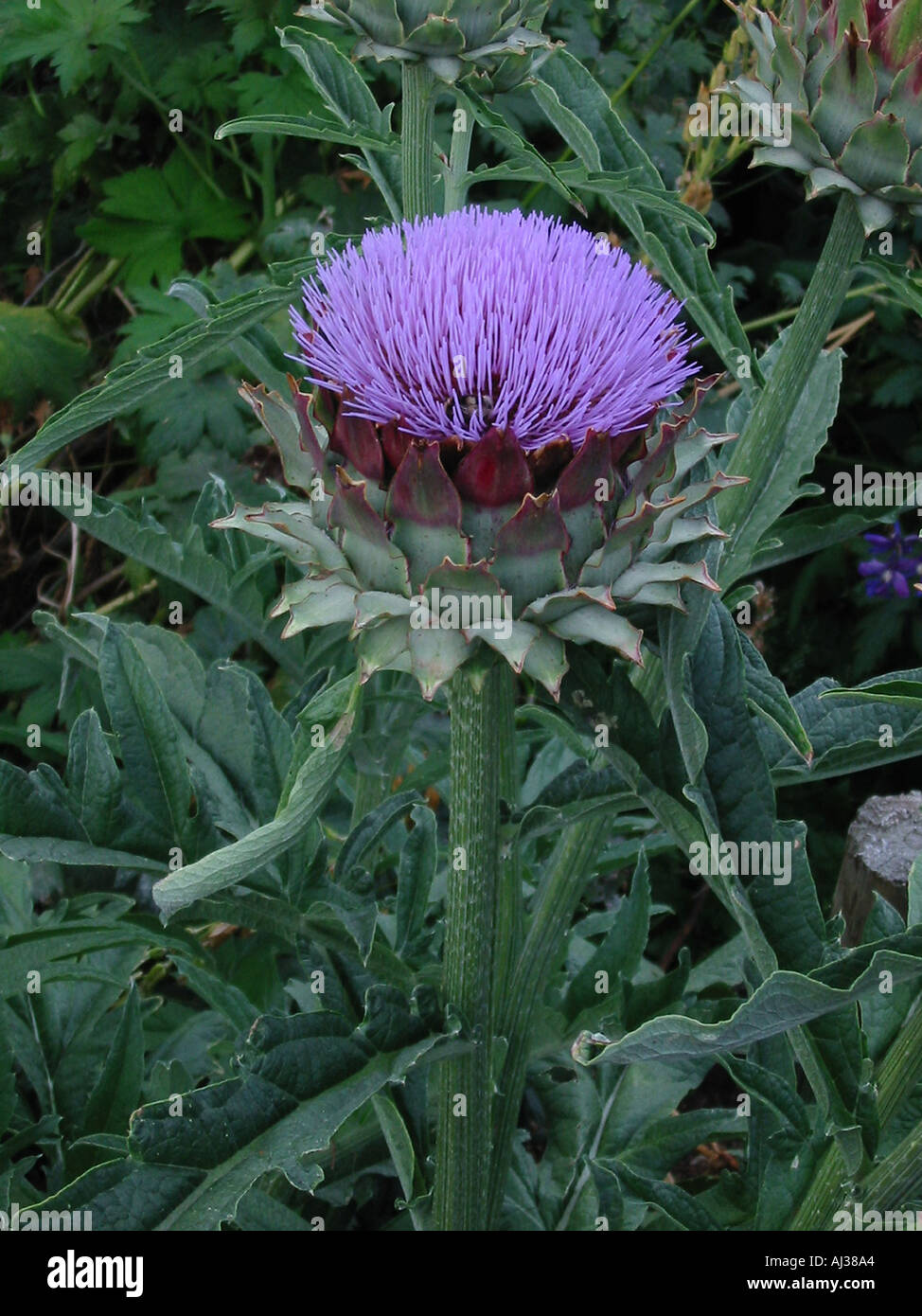 Fleur d'artichaut Cynara scolymus montrant une similitude avec le chardon commun Banque D'Images