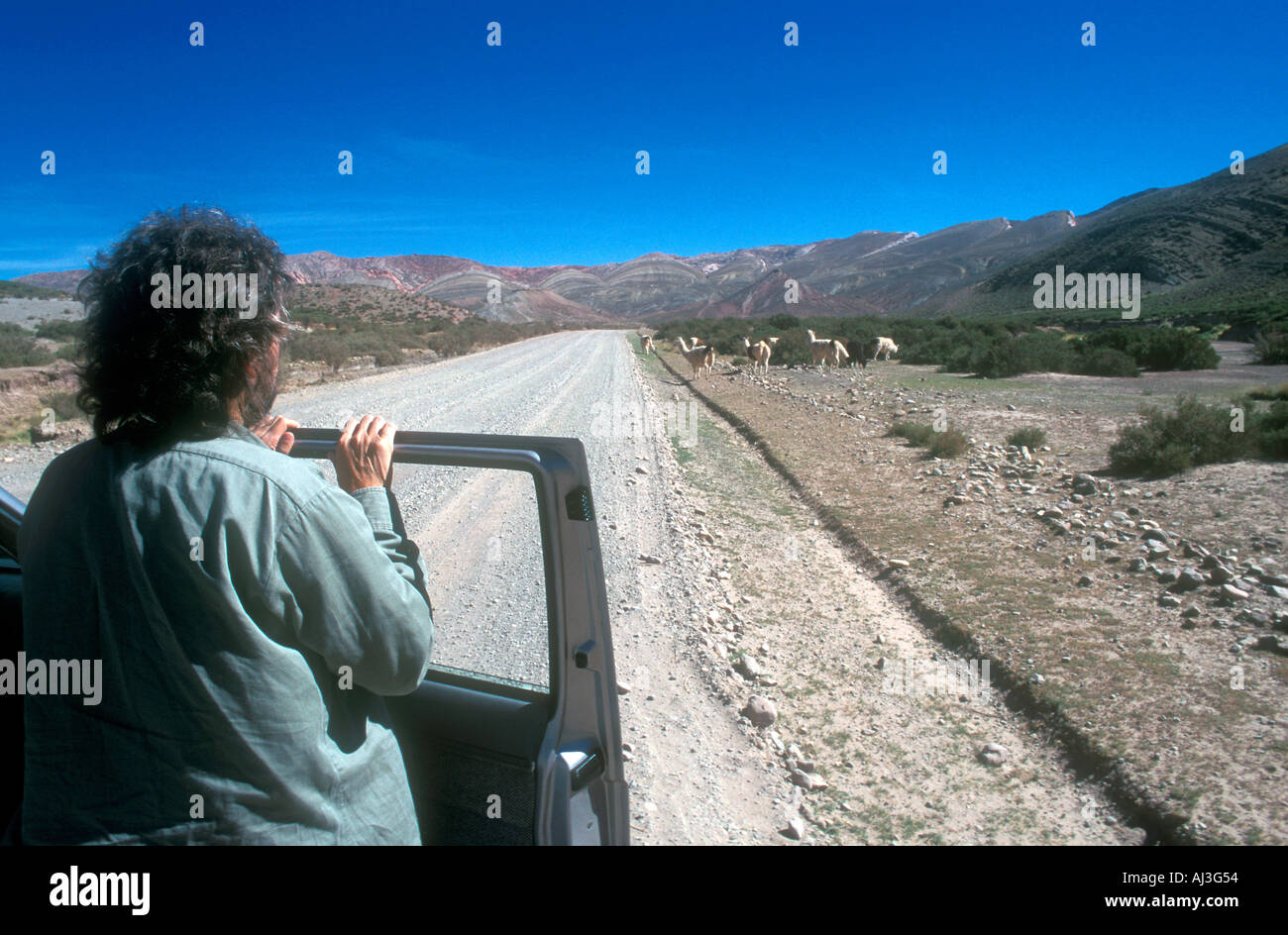Man showing lamas et alpagas de la fenêtre de voiture dans la Puna argentine Banque D'Images
