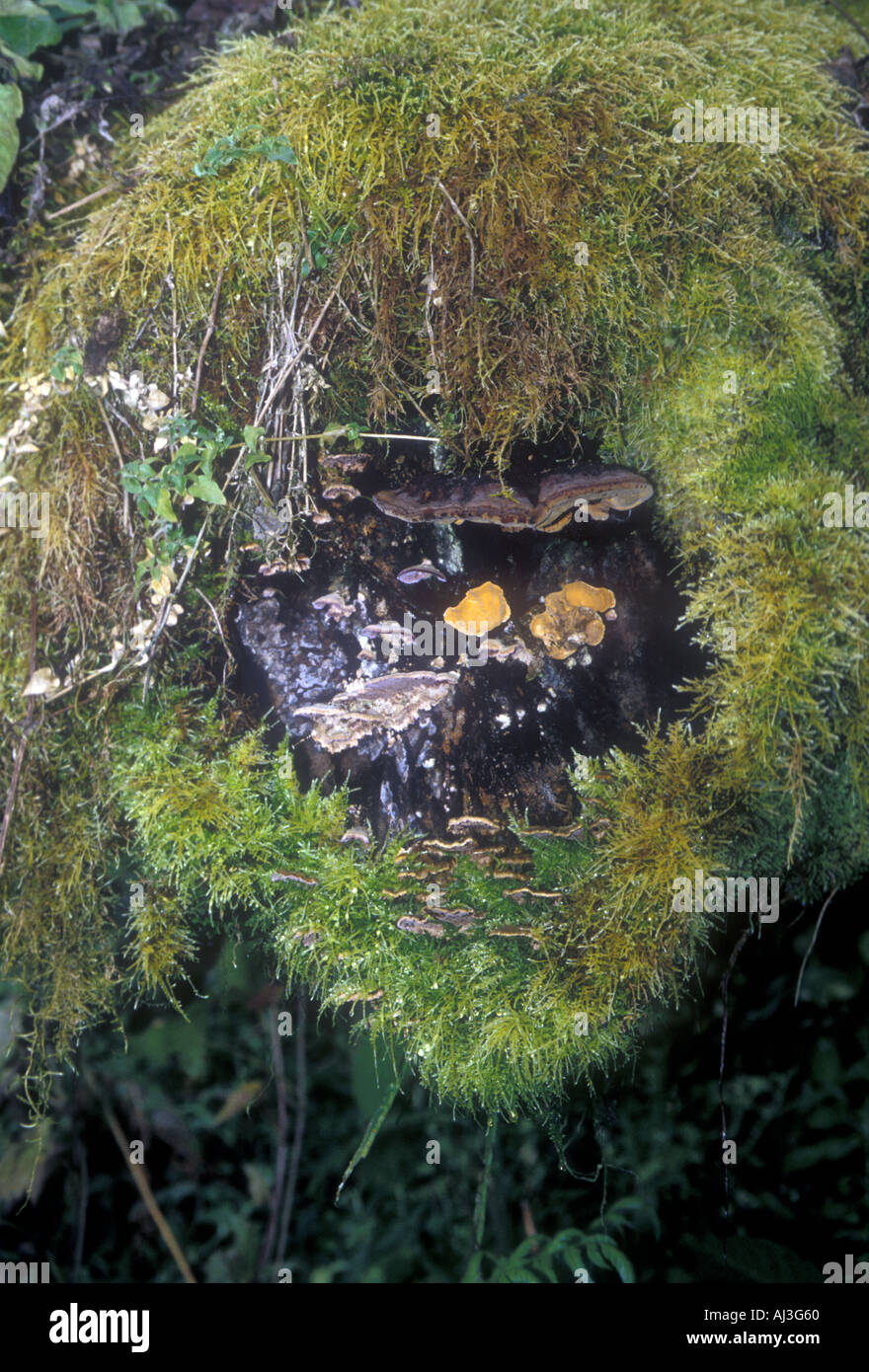 Les champignons et les mousses poussant sur une chute d'un arbre mort dans une forêt dans les Yungas dans le nord de l'Argentine Banque D'Images