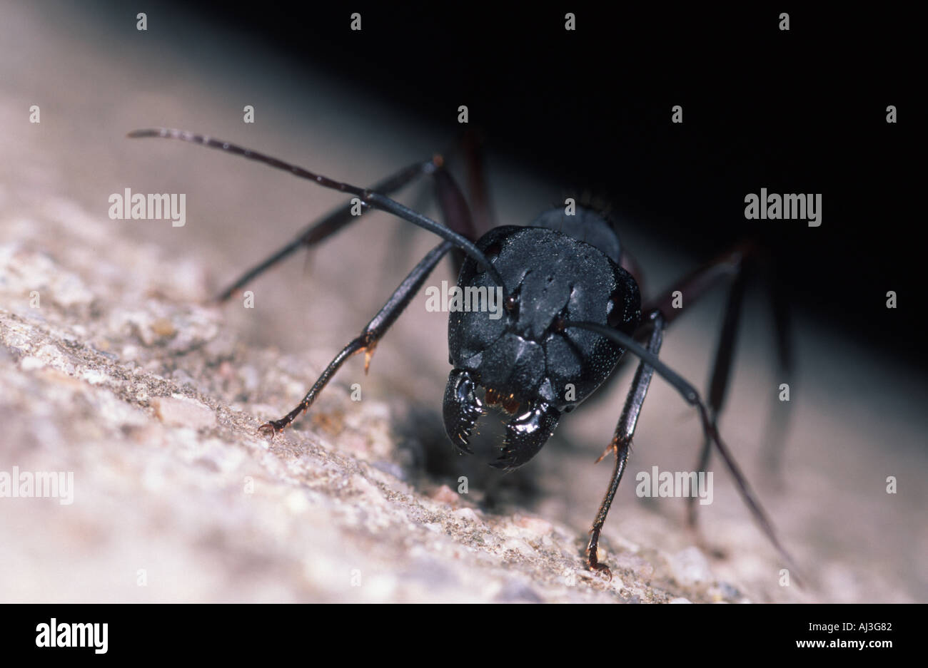 Hyménoptères Formicidés Camponotus cruentatus warrior portrait ant Banque D'Images