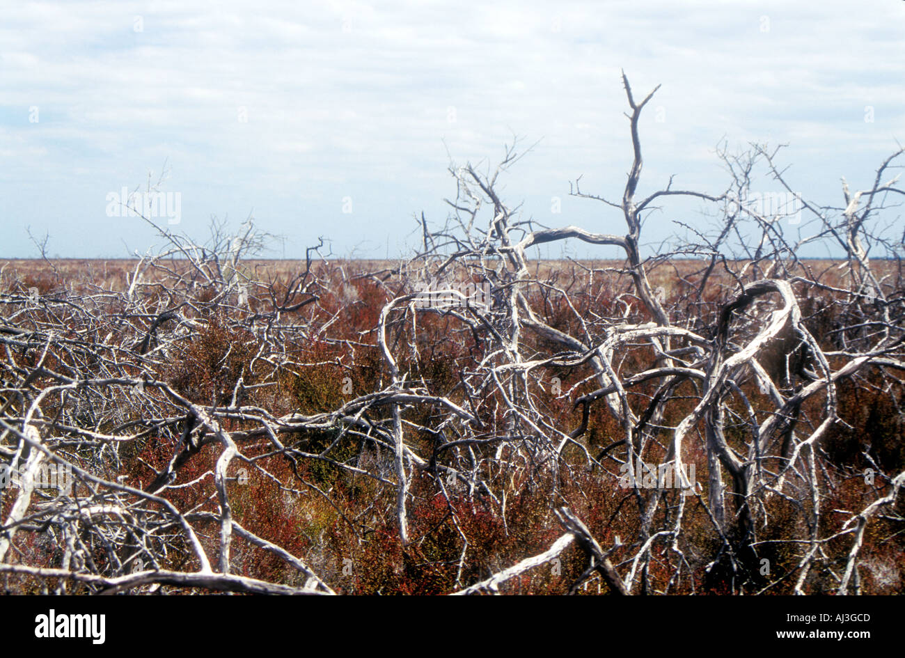 Les arbres morts sur une plaine salée dans le centre de l'Argentine Salinas Grandes Banque D'Images