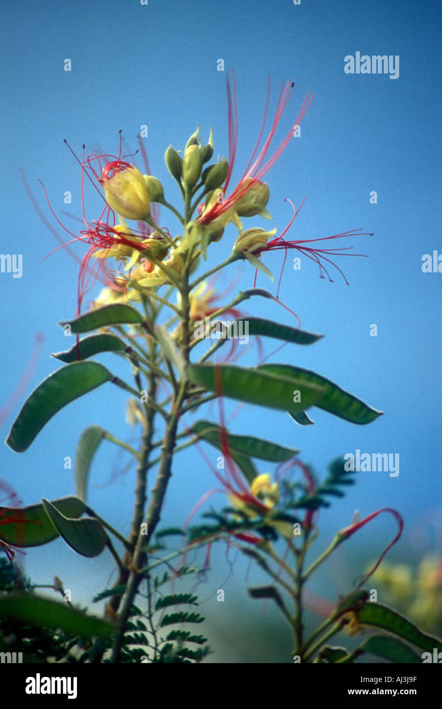 Lagaña floraison de perro Caesalpinia gilliesi de Cordoue au centre de l'Argentine Banque D'Images