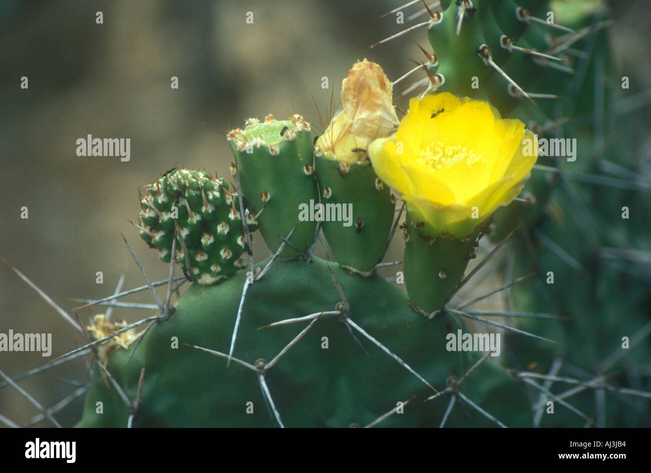 Fleur de cactus Opuntia sulphurea à l'ouest de l'Argentine Banque D'Images