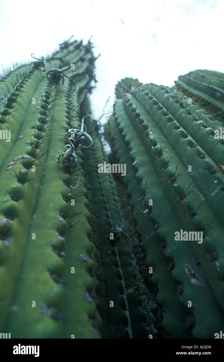 Stetsonia coryne cactus géants d'un plateau salé dans le centre de l'Argentine Banque D'Images