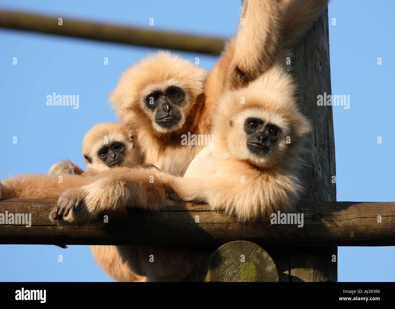 Gibbons a blanc Banque D'Images