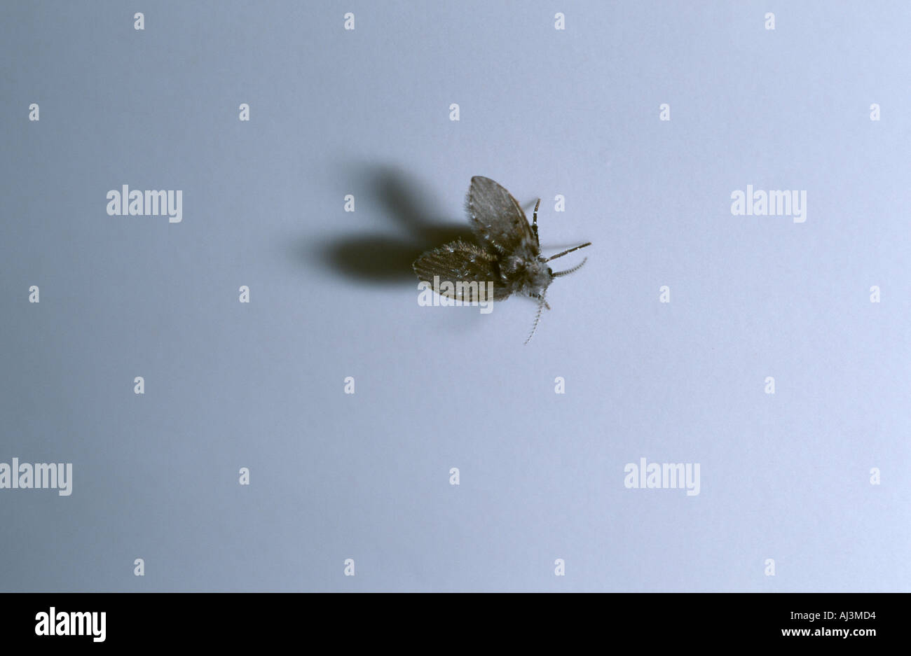 Fly de vidange (Psychoda alternata) aka toilettes voler ou amphibien fly Banque D'Images