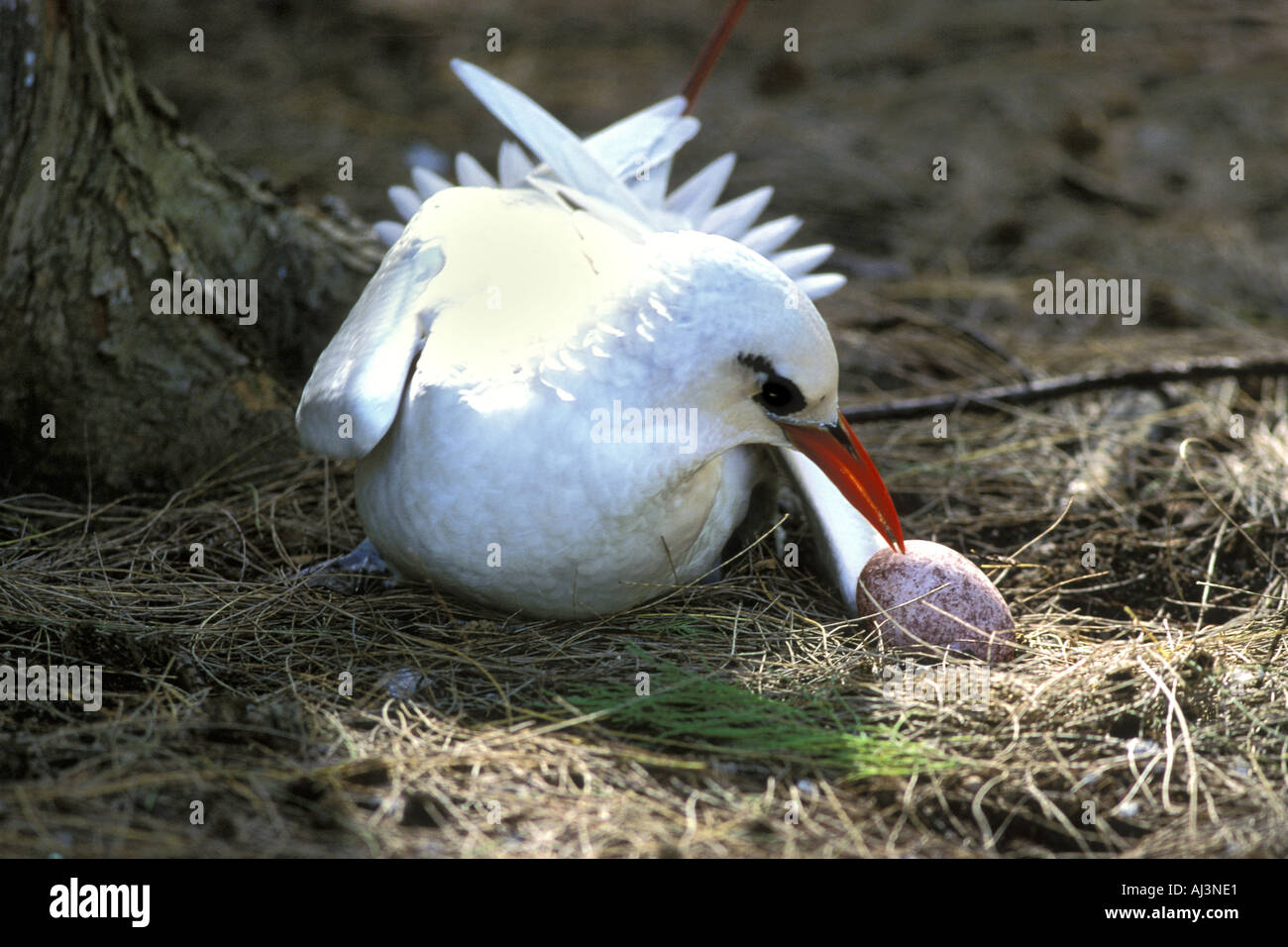 Red-tailed Tropic Bird avec des oeufs récemment pondus Banque D'Images