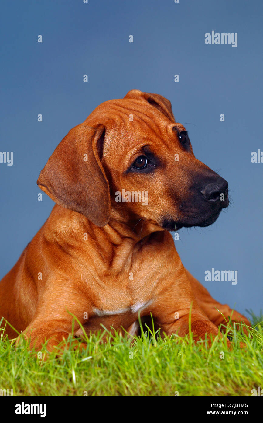 Le Rhodesian Ridgeback chiot 3 mois Banque D'Images