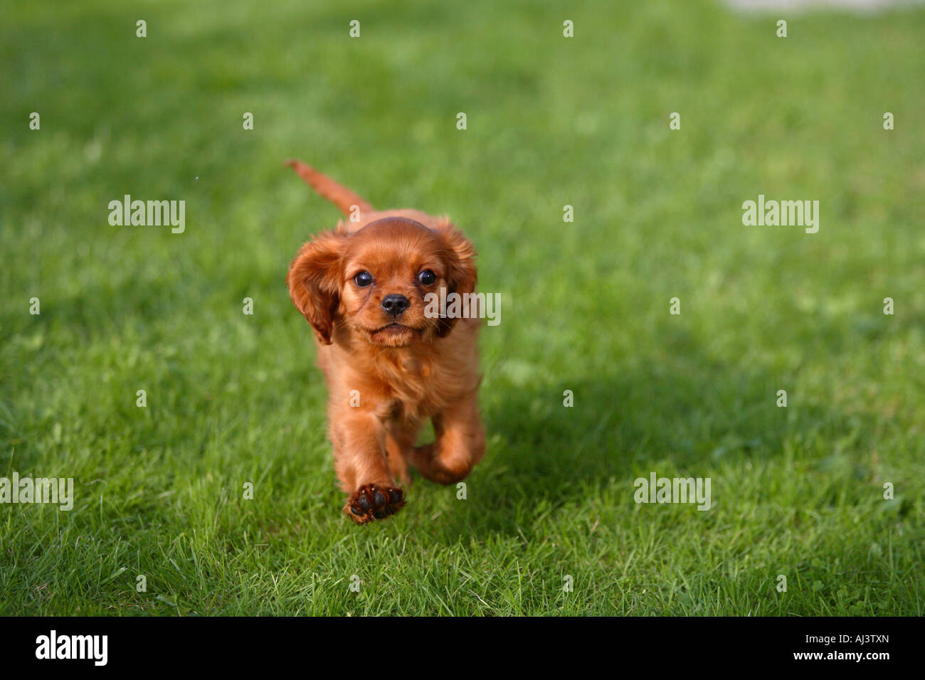 Cavalier King Charles Spaniel puppy ruby 10 semaines Photo Stock - Alamy