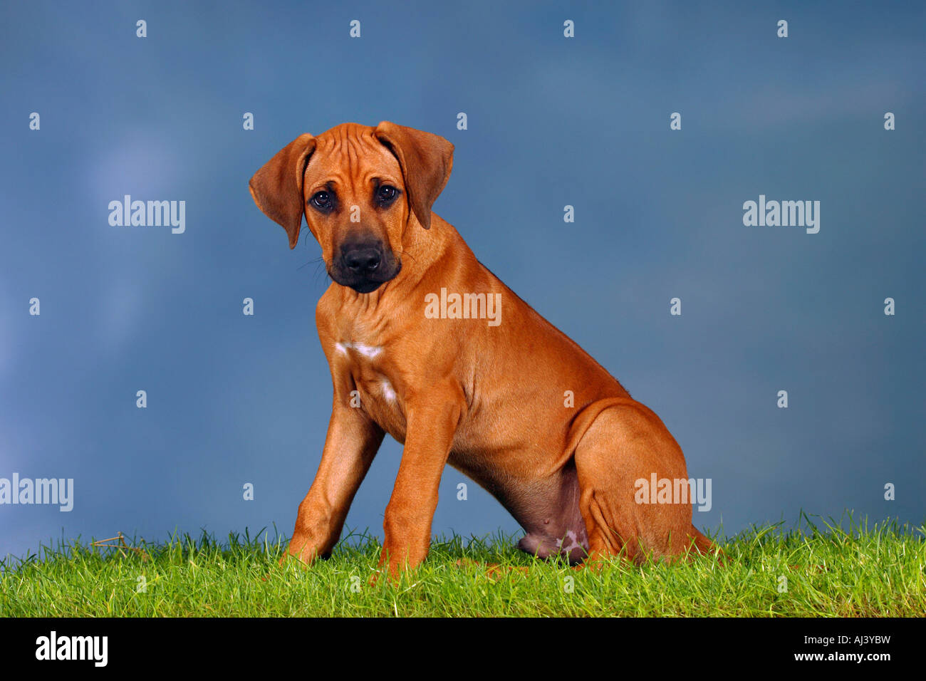 Le Rhodesian Ridgeback chiot 3 mois side Banque D'Images