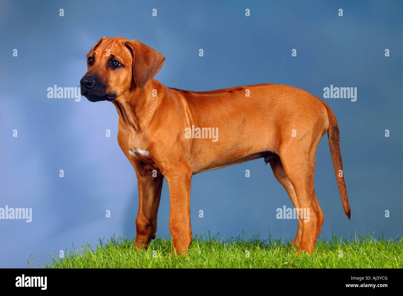 Le Rhodesian Ridgeback chiot 3 mois side Banque D'Images