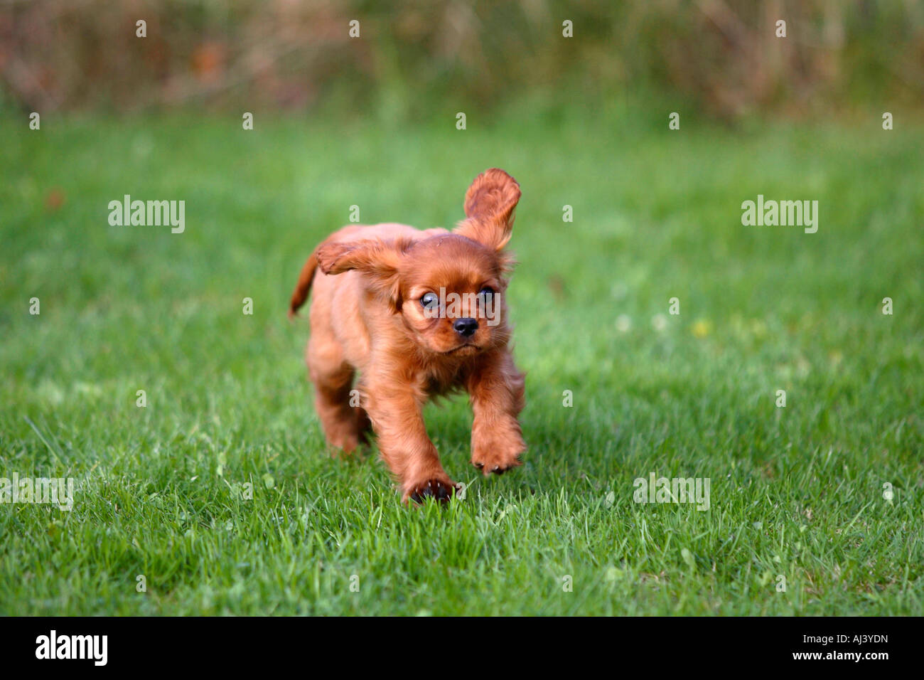 Cavalier King Charles Spaniel puppy ruby 10 semaines Banque D'Images