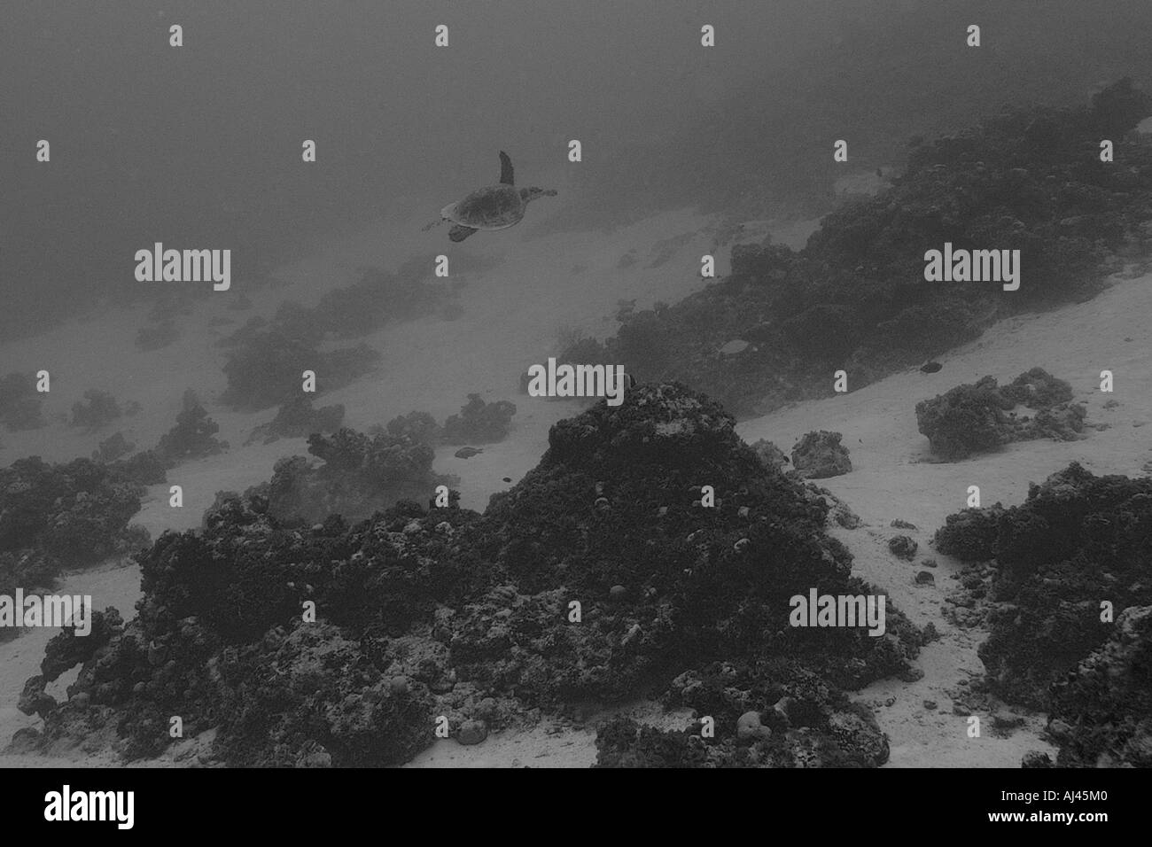 La tortue imbriquée Eretmochelys imbricata natation sur reef atoll Ailuk Pacifique Îles Marshall Banque D'Images
