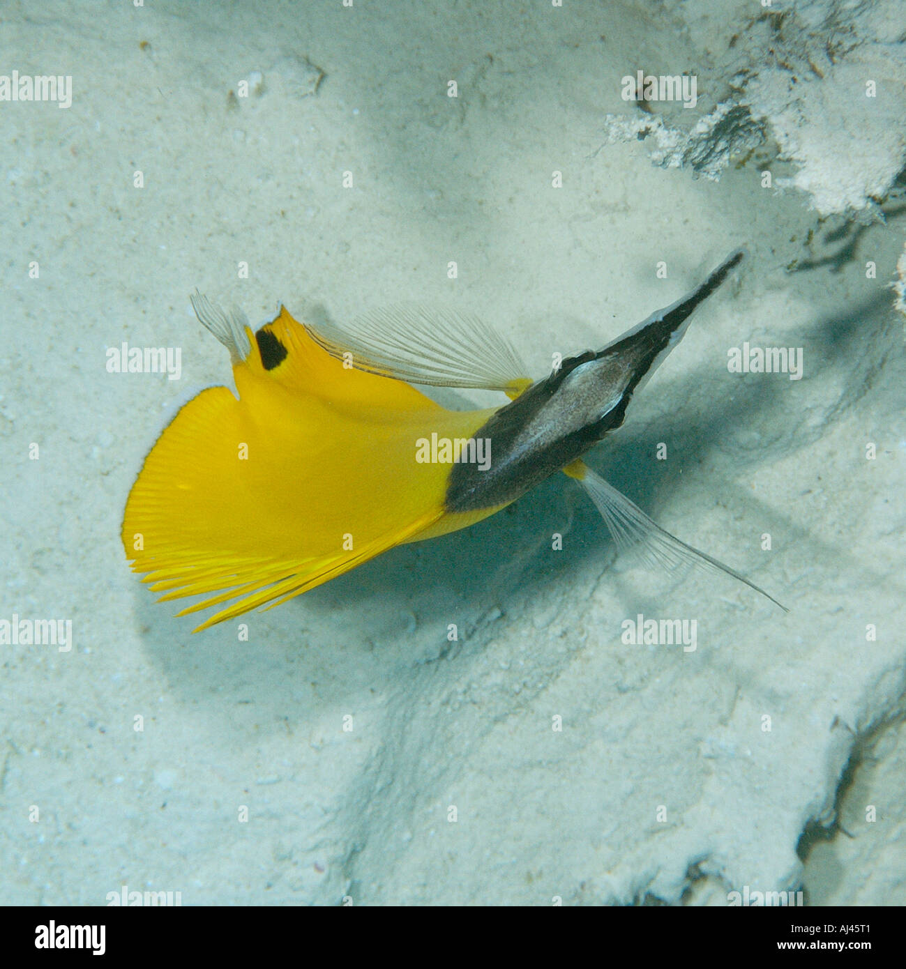 Forcepsfish Forcipiger flavissimus médiocre des rapides de l'atoll d'Ailuk Pacifique Îles Marshall Banque D'Images