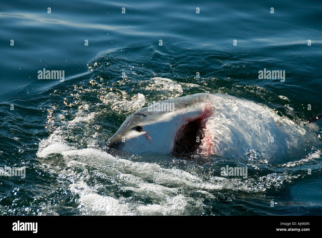 Grand requin blanc Carcharodon carcharias Afrique du Sud Banque D'Images