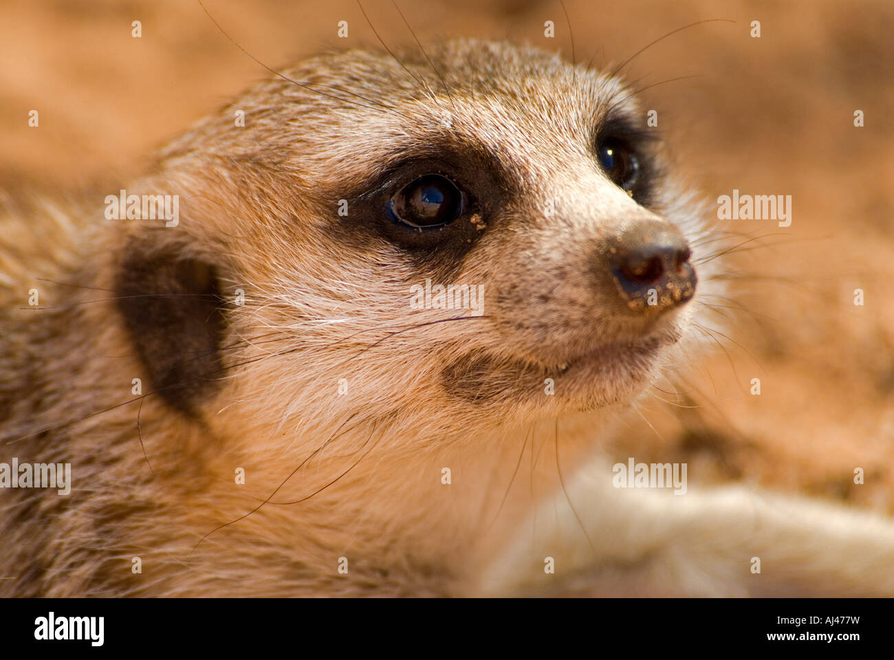 Meerkat Suricata suricatta Afrique du Sud Banque D'Images