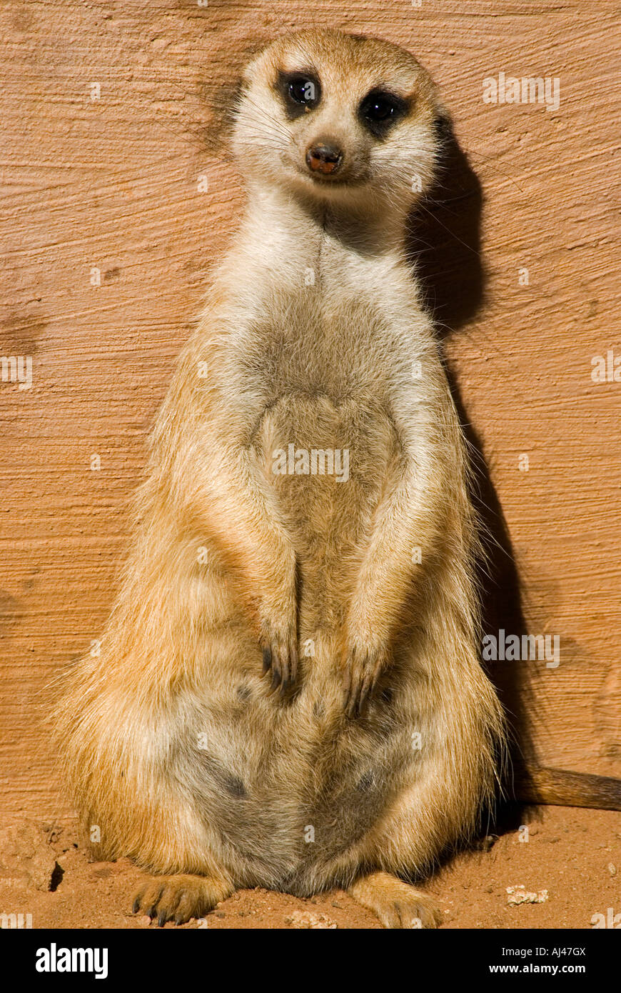 Meerkat Suricata suricatta Afrique du Sud Banque D'Images