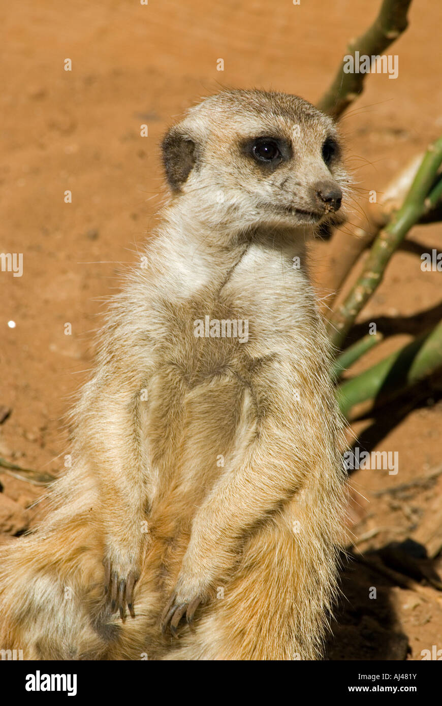 Meerkat Suricata suricatta Afrique du Sud Banque D'Images