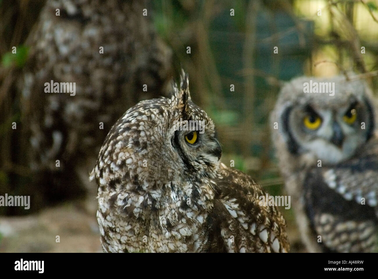 Spotted Eagle owl Bubo africanus avec les poussins le nord de l'Afrique du Sud Le Cap Banque D'Images