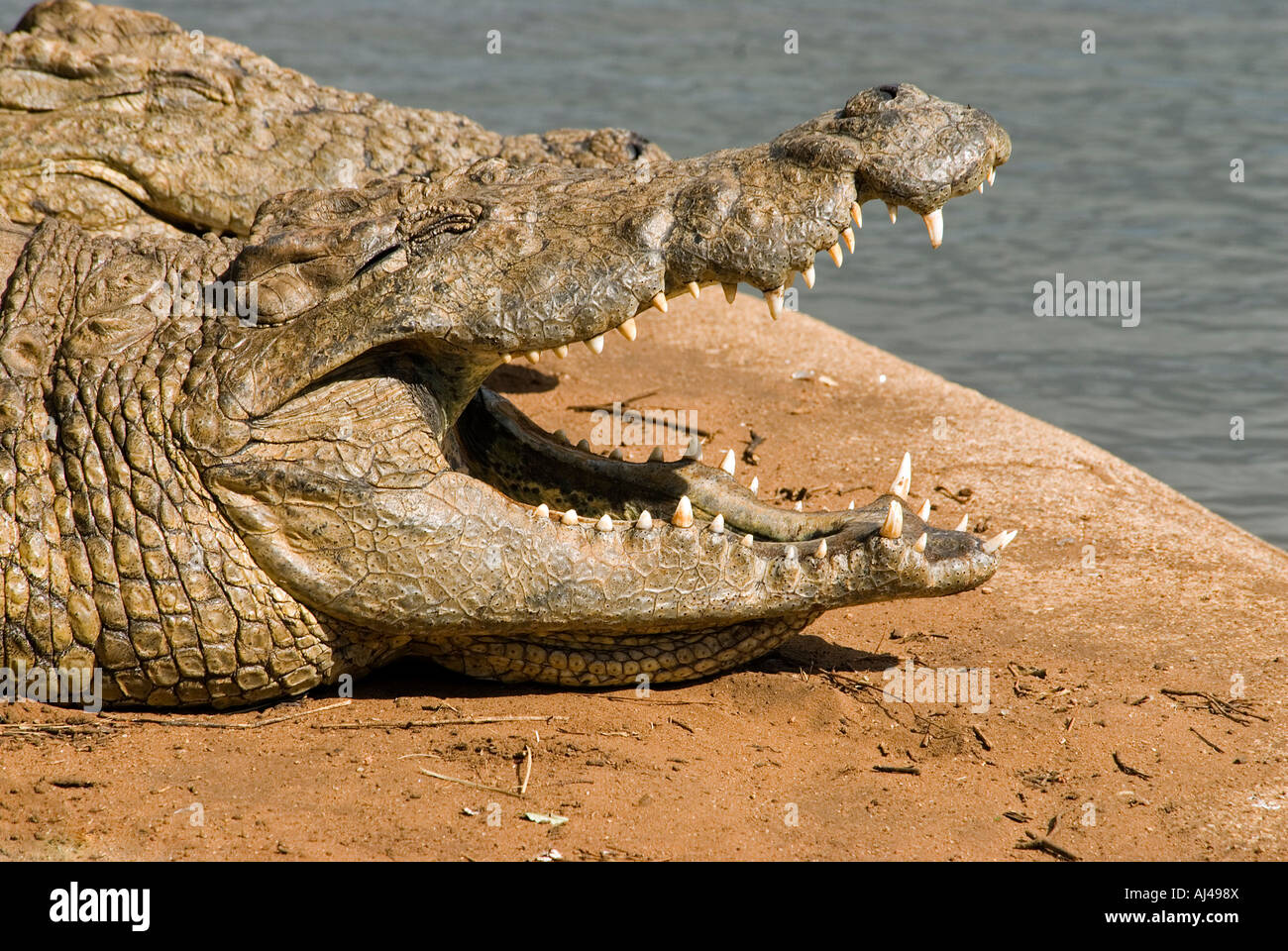 Crocodile du Nil Crocodylus niloticus Afrique du Sud Banque D'Images