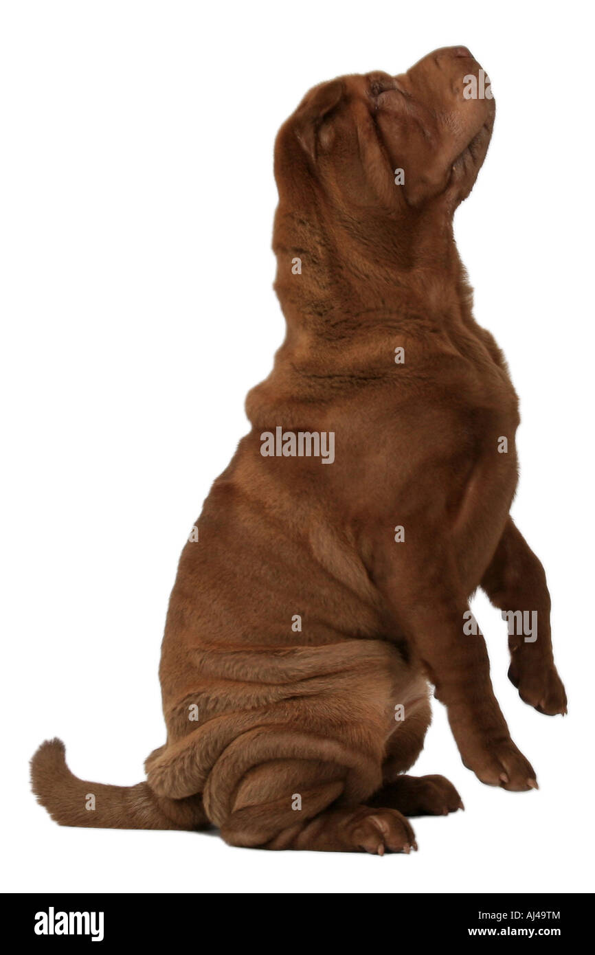 Shar Pei Chinese Shar Pei Canis lupus familiaris f assis sur hindpaws Banque D'Images