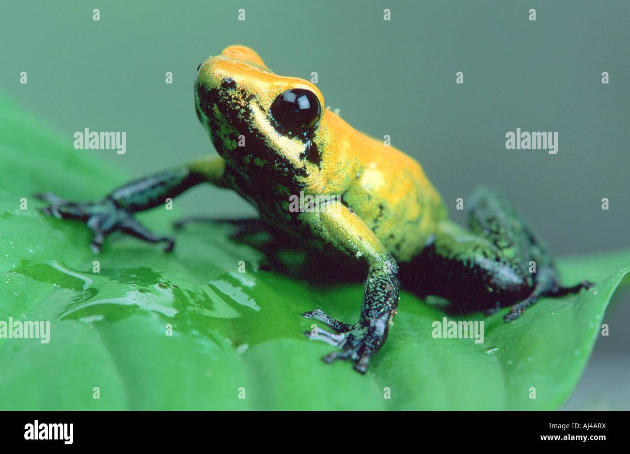 Poison Dart Frog Phyllobates bicolor Banque D'Images