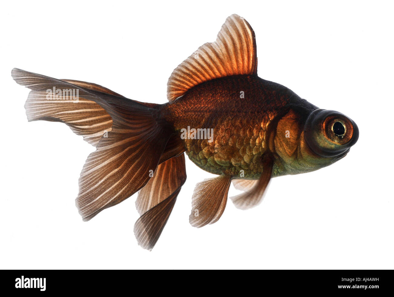 Télescope chinois moor goldfish carpe commune breitschwanz black Moor Moor globe eye demekin Carassius auratus side view Banque D'Images