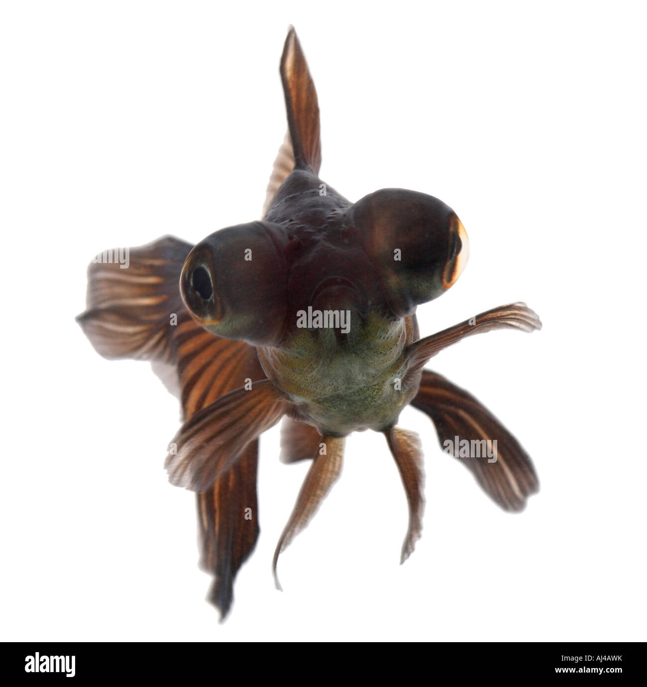 Télescope chinois moor goldfish carpe commune breitschwanz black Moor Moor globe eye demekin Carassius auratus portrait Banque D'Images