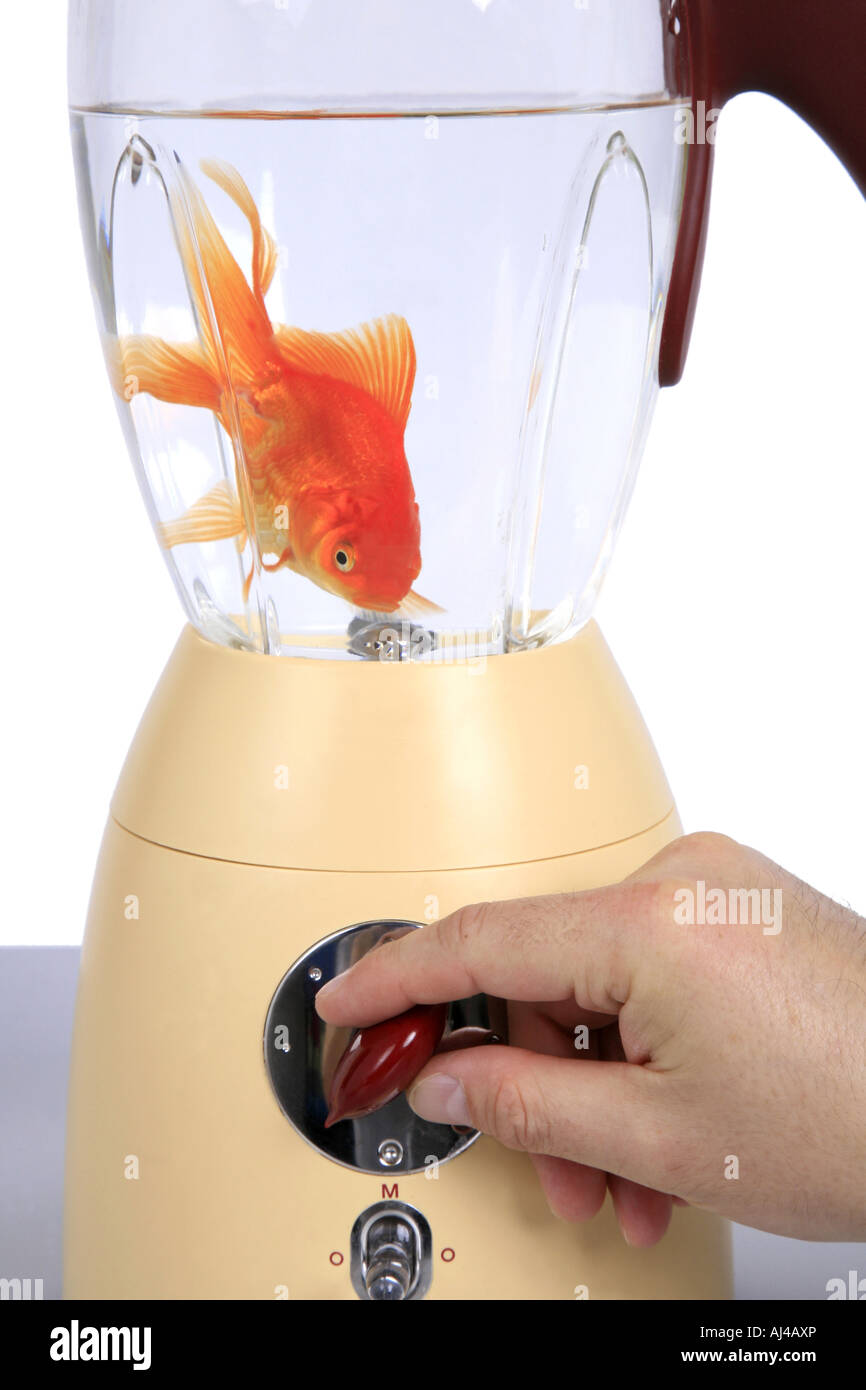 Fantail goldfish carpe Carassius auratus auratus dans le mixer Banque D'Images