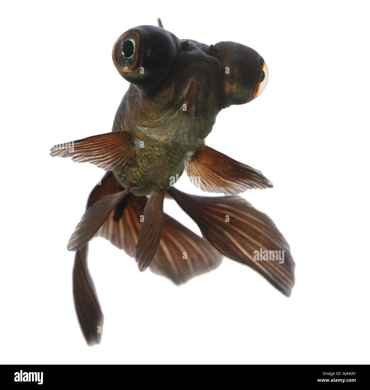 Télescope chinois moor goldfish carpe commune breitschwanz black Moor Moor globe eye demekin Carassius auratus portrait Banque D'Images