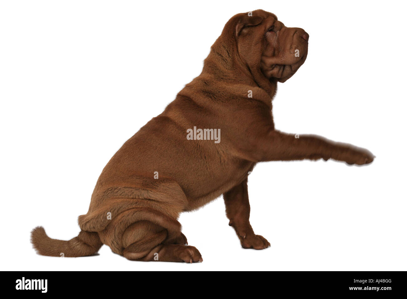 Shar Pei Chinese Shar Pei Canis lupus familiaris f donnant paw Banque D'Images