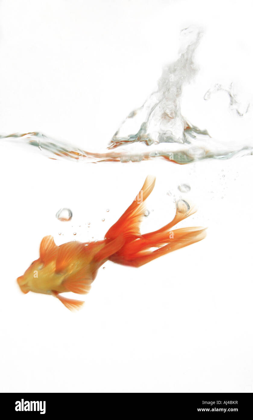 Goldfish carpe commune comète fantail Carassius auratus tomber à l'eau Banque D'Images
