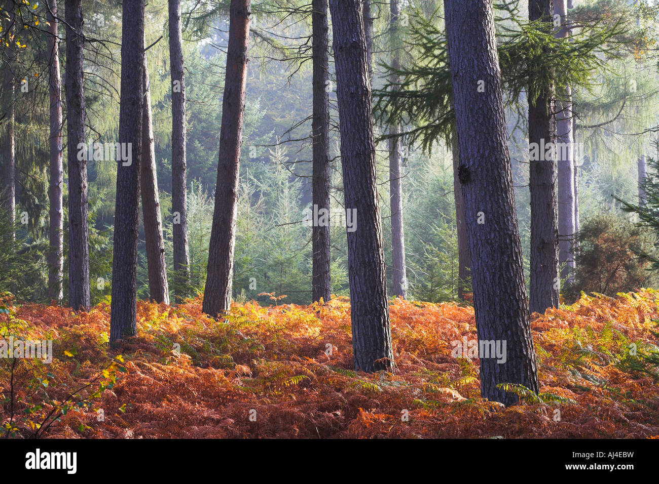 Le parc national New Forest enceinte en bois de pin à l'automne Banque D'Images