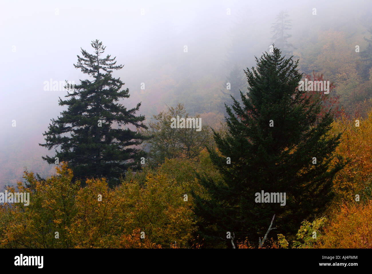 Les rouleaux en brouillard et forme un beau contraste sur couleurs d'automne dans le Great Smoky Mountain National Park Banque D'Images