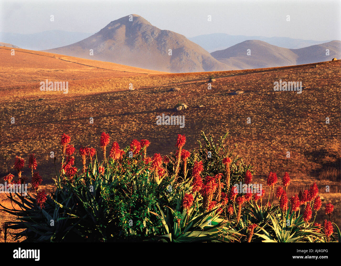 Dans l'Aloes rouge Jeu Malolotja Réserver Swaziland Afrique du sud des hautes terres de la montagne en arrière-plan Banque D'Images