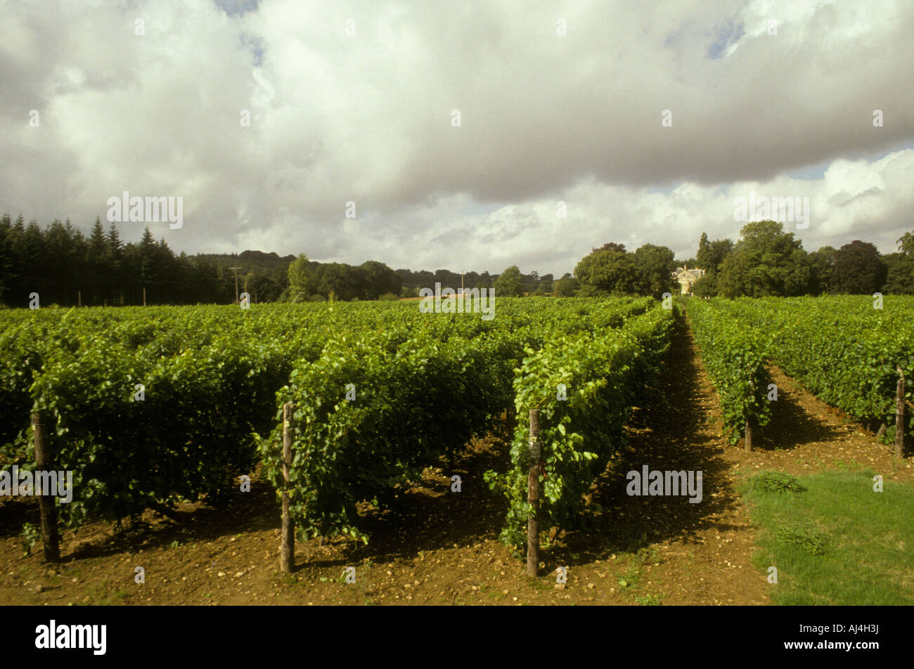 Fonthill Vineyard Wiltshire UK Banque D'Images