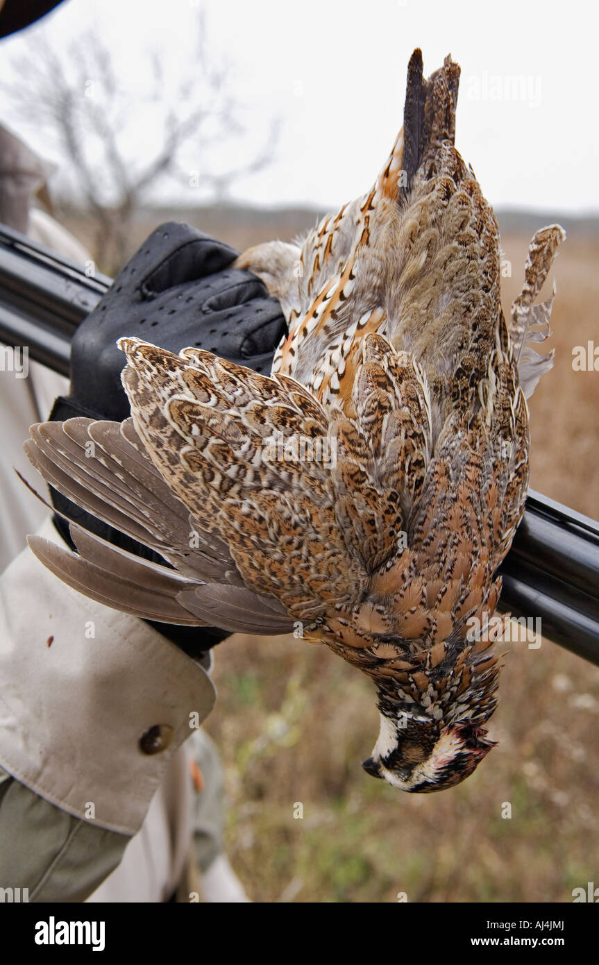Close up of Hunter Holding Freshly Harvested Colins mâles sauvages et le canon de son fusil de Mariposa ranch au Texas Banque D'Images