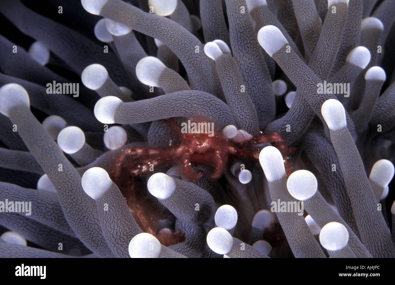Crabe décorateur Acheus japonicus vivre entre les tentacules d'un corail champignon Sulawesi Indonésie Banque D'Images
