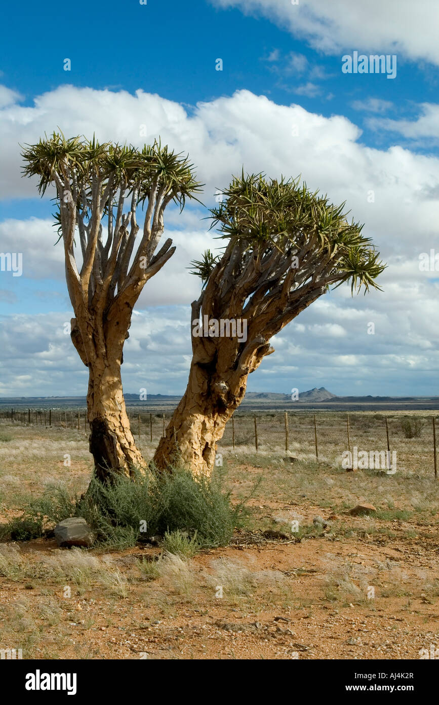 L'Afrique du Sud, Province du Cap du Nord, nr Brandviei, Quiver Tree solitaire sur une colline de roches Banque D'Images