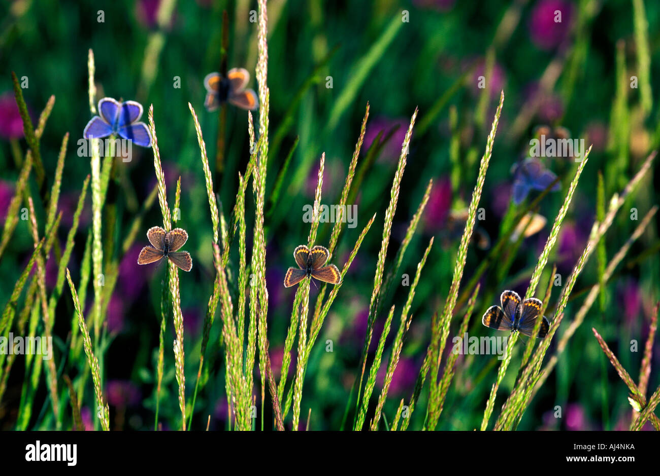 Grand Bleu endémique anatolien, Polyommatus myrrhus, papillons sur fleurs sauvages, Burdur Turquie. Banque D'Images