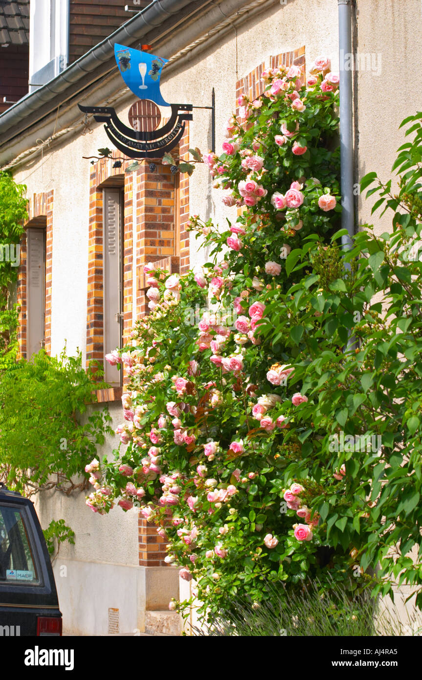 Une maison de village avec une rose géante bush et un opéra une enseigne peinte en fer forgé qui illustre le thème de la production de vin et champagne :, le village d'Hautvillers dans la vallée de la Marne, Champagne, Marne, Ardennes, France Banque D'Images