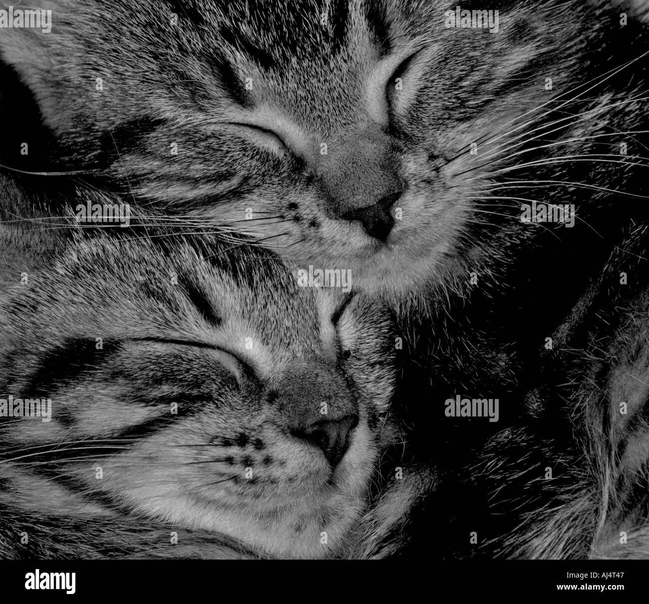 Extreme close up de deux chefs chatons câlins ensemble endormi avec les lignes et les marques intéressantes Banque D'Images