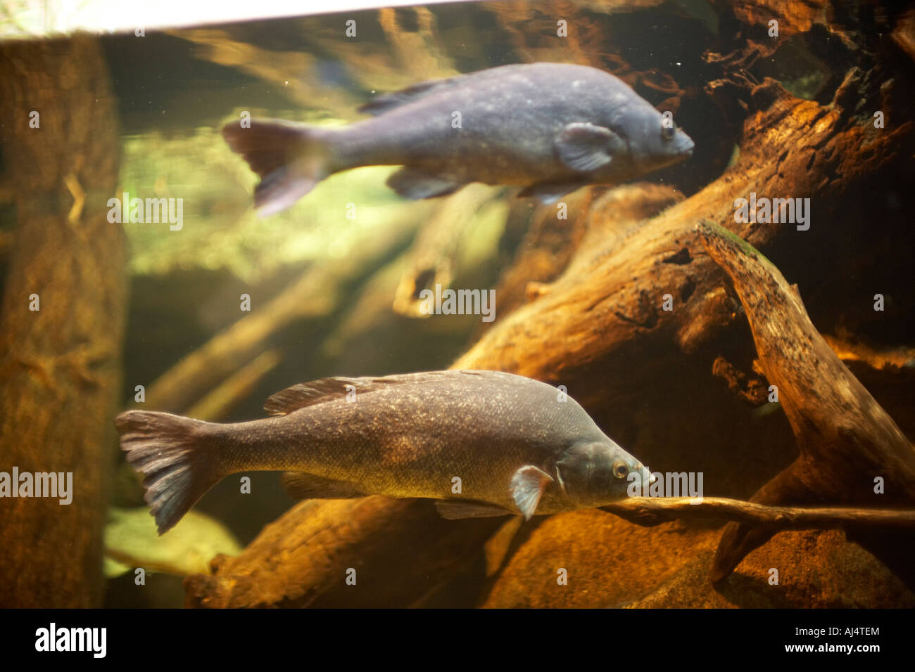 Poissons d'eau douce en aquarium de Sydney Darling Harbour NSW Australie Nouvelle Galles du Sud Banque D'Images